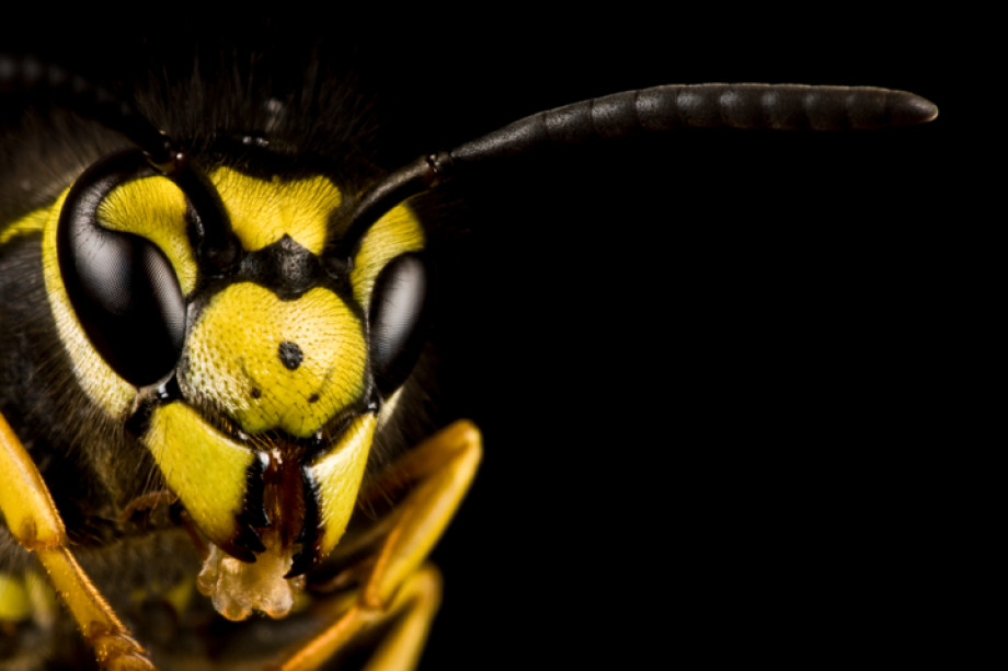Close up photo of an insect