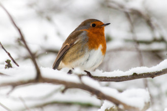 Photo of a robin stood on a snowy branch